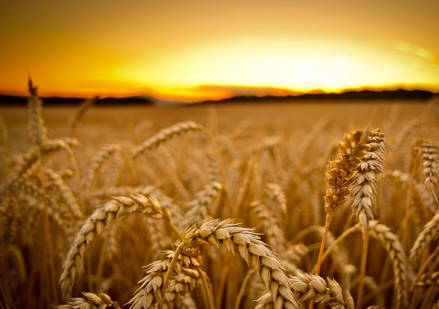 Минсельхоз снизит закупочные цены на зерно в случае начала интервенций