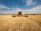 В Александро-Невском районе намолочено свыше 100 тысяч тонн зерна