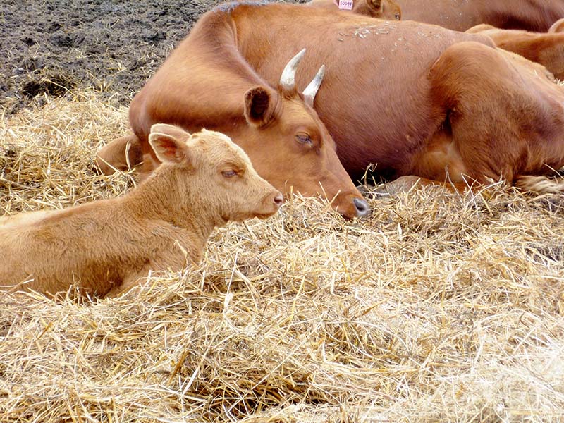 Калмыцкий скот на Рыбновской земле Калмыцкий скот на Рыбновской земле