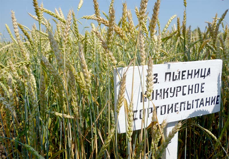 В Реестр селекционных достижений для использования по Рязанской области предложено включить 70 сортов различных сельхозкультур