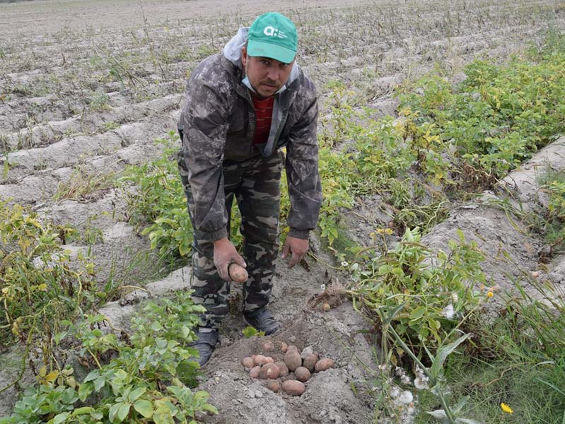 Фермер из Верещугина рассказал, какие сорта картофеля по вкусу клепиковцам