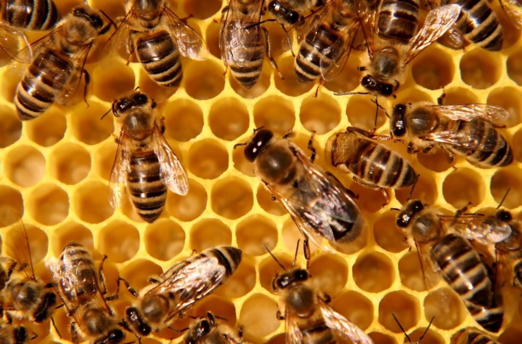 В Рыбном учёные обсудили вопросы разведения пчёл
