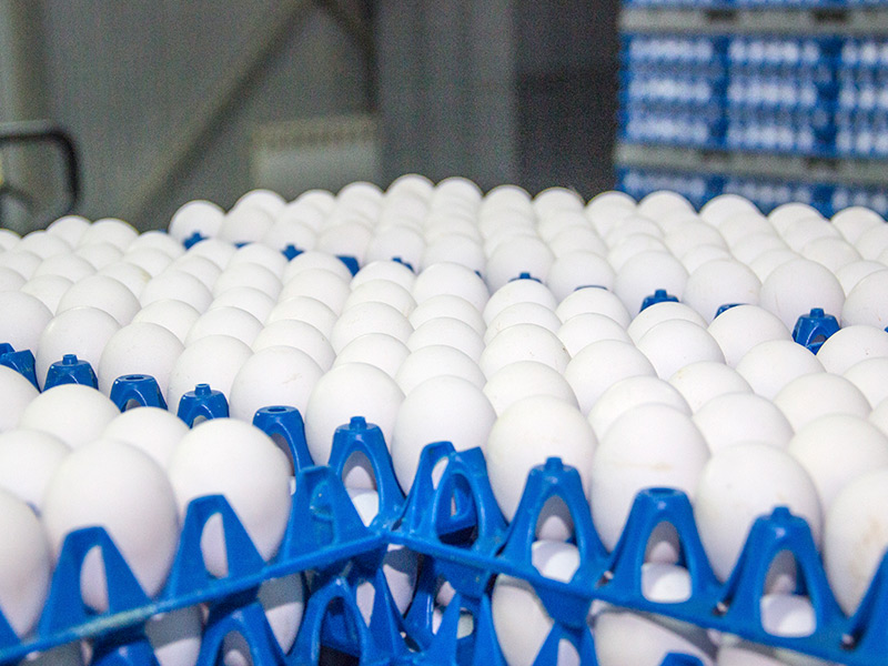 В Рязанской области произведено 699 миллионов куриных яиц