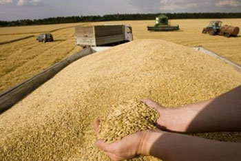 В Рязанской области намолочено уже 880 тысяч тонн зерна. Предприятия-передовики