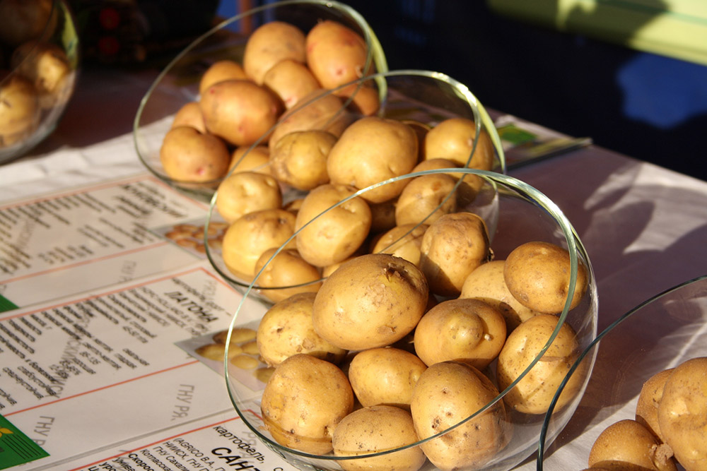На праздничной ярмарке выходного дня в Рязани было продано более 35 тонн картофеля