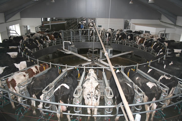 О развитии молочного животноводства в Рязанской области
