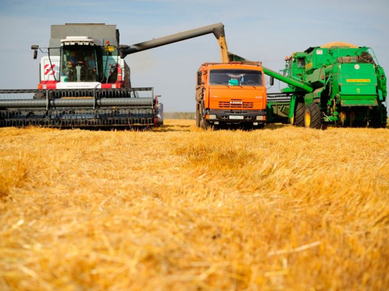 Аграрии Сараевского района Рязанской области намолотили более 200 тысяч тонн зерна