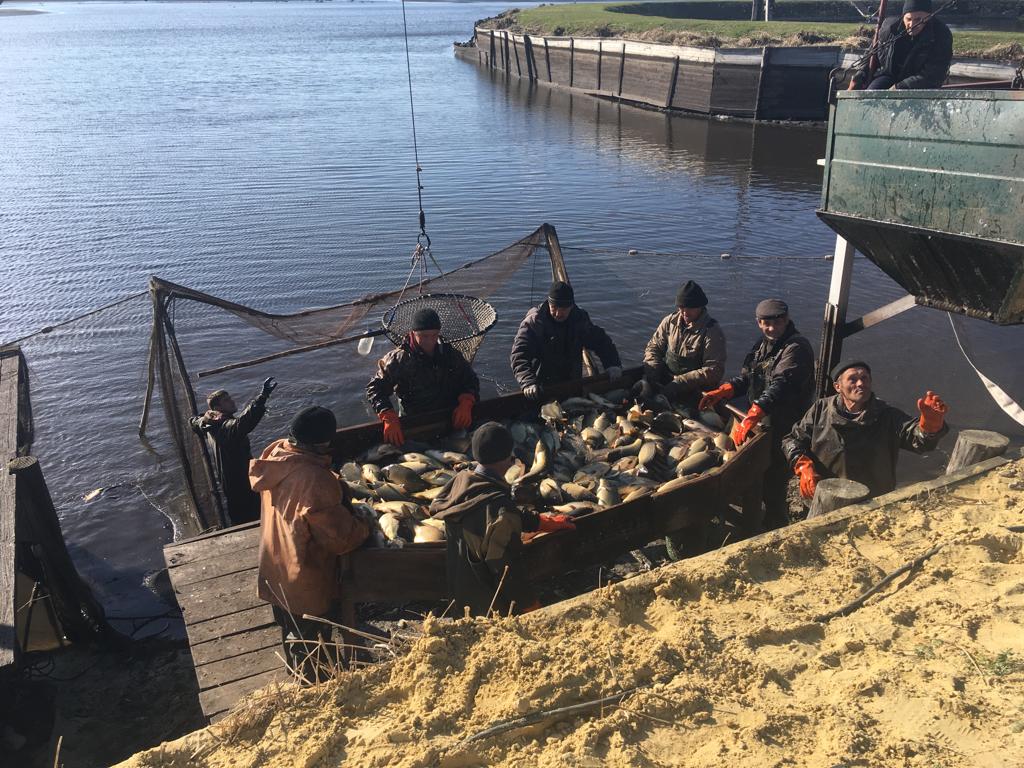 В Рязанской области начался вылов рыбы