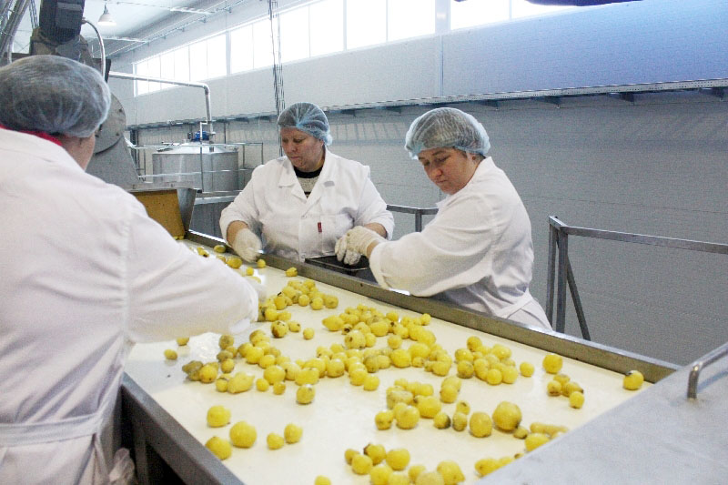Рязанская область: пищевой комбинат «Милославский» приступил к переработке картофеля нового урожая