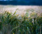 В Рязанской области аграрии используют все больше семян высоких репродукций