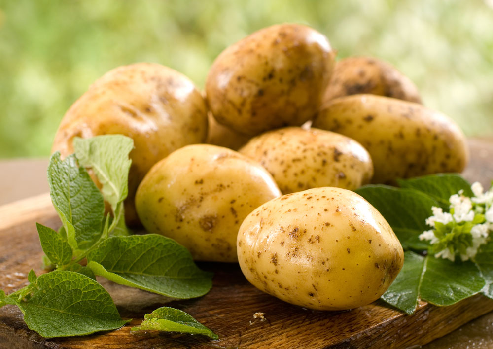 Россия в этом году может недобрать 3 млн тонн картофеля