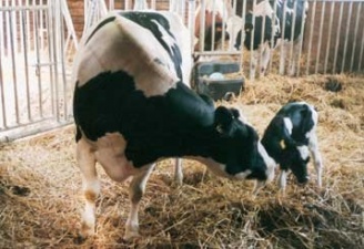 Теория и практика воспроизводства в молочном скотоводстве