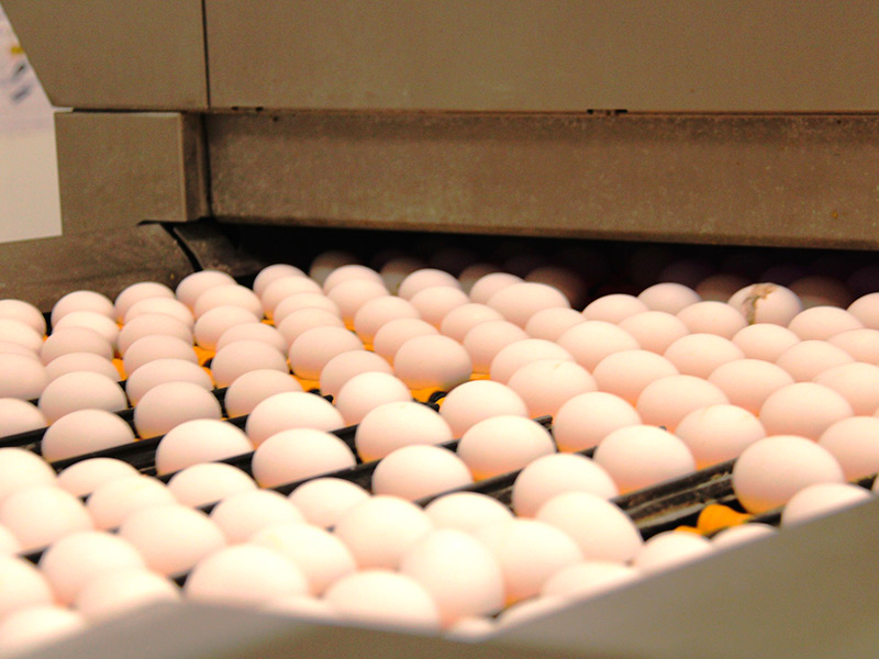 В Рязанской области произведено 645 миллионов куриных яиц
