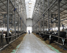 В январе-октябре 2018 года рост производства молока в сельхозпредприятиях Рязанской области составил 7,4%