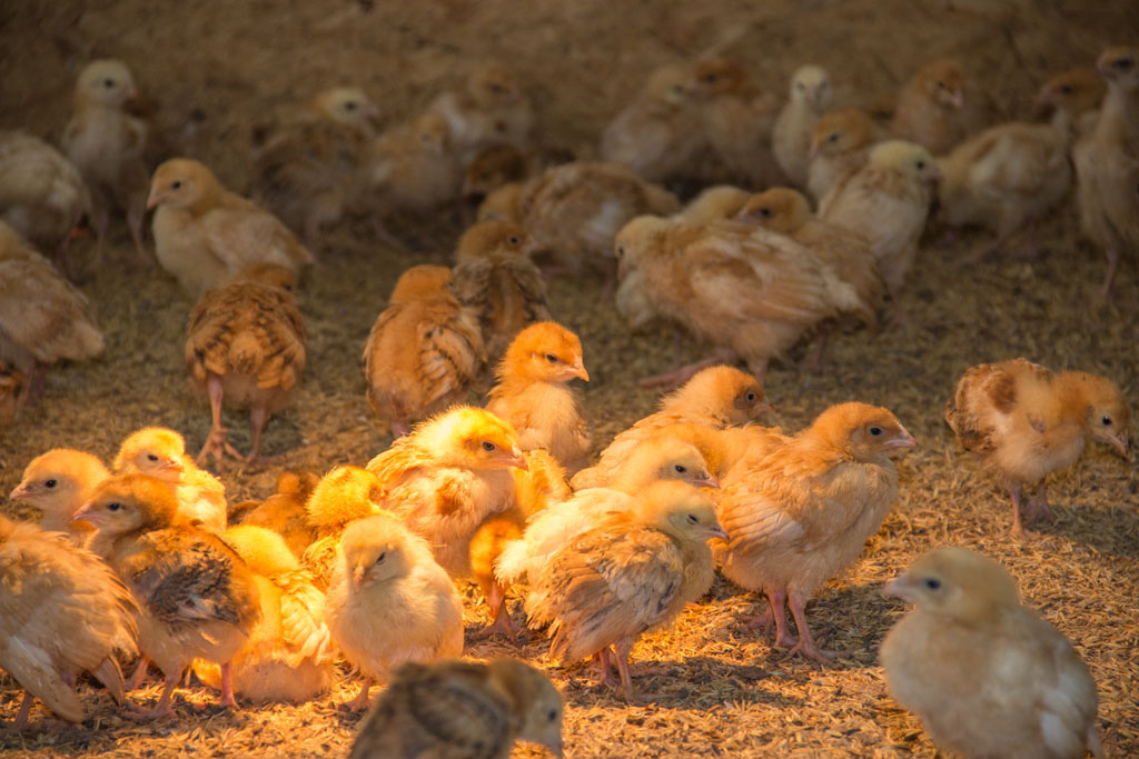 За пять месяцев 2017 года в хозяйствах Рязанской области произведено 311 миллионов куриных яиц и 1470 тонн мяса птицы