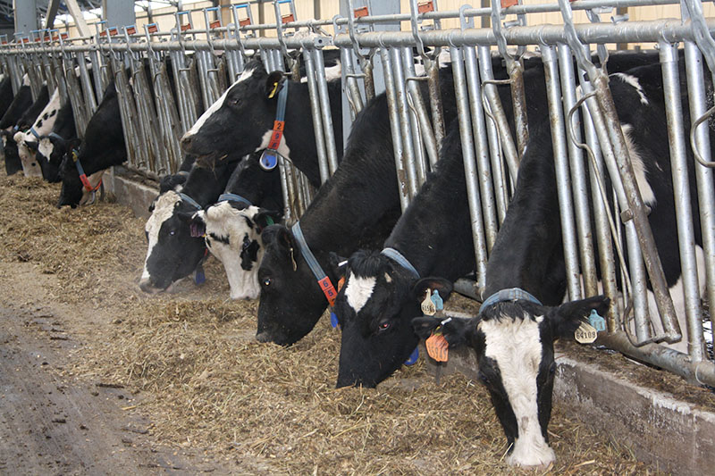 Предварительные итоги зимовки скота в Рязанской области