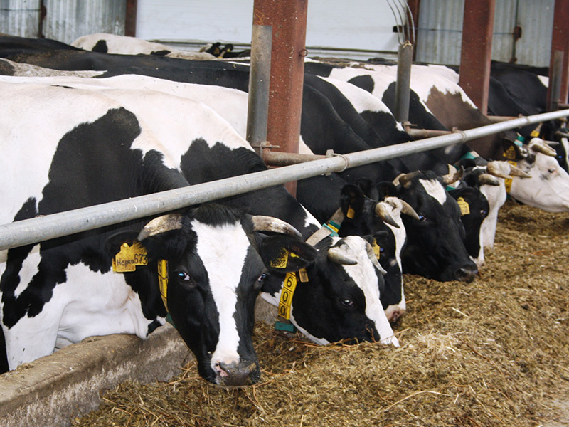 В январе 2018 года в молочном животноводстве Рязанской области продолжается динамичный рост производства молока