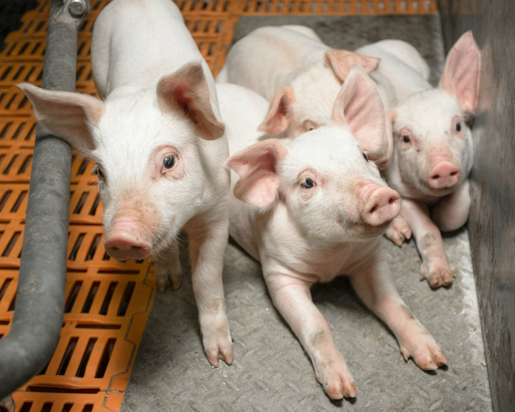 В первом квартале 2018 года свиноводство выросло на 10%
