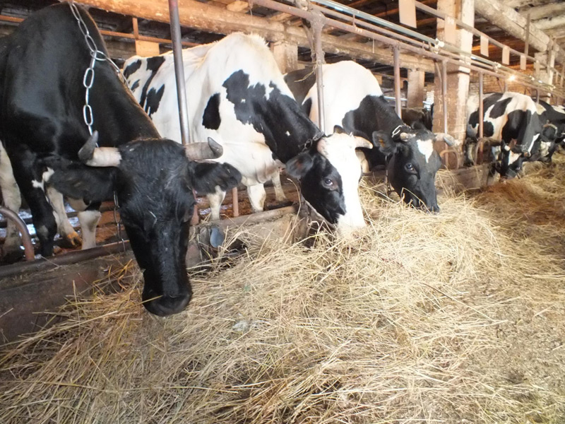 Производители молока объяснили рост производства на фоне снижения поголовья коров