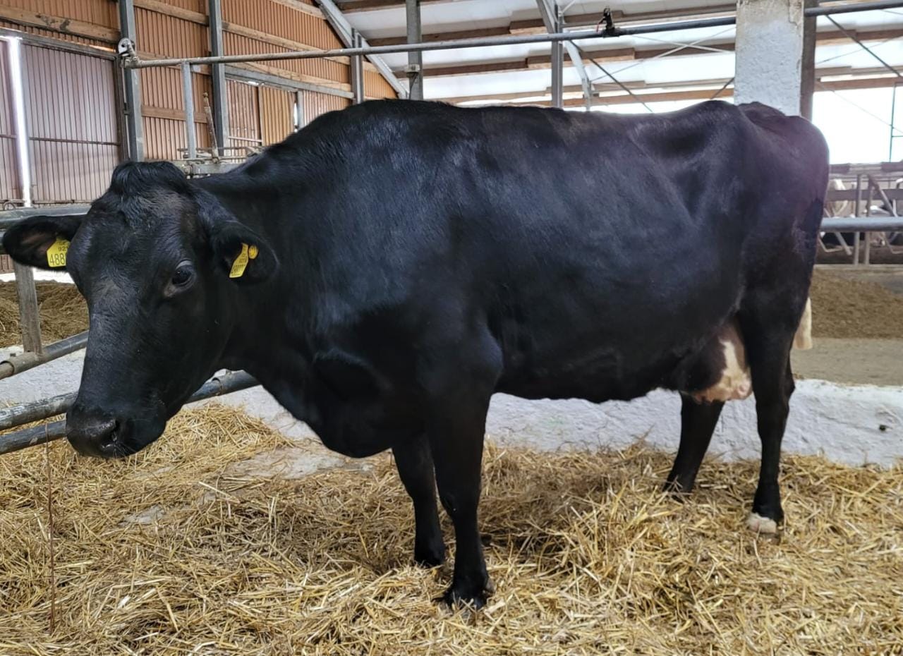 Рекордсменка-2022: корова Азиатка из Шацкого района дала более 18 тонн молока