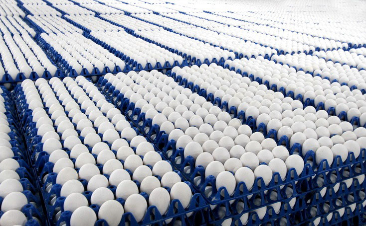 В 2015 году в Рязанской области произведено 782,8 млн. штук куриного яйца