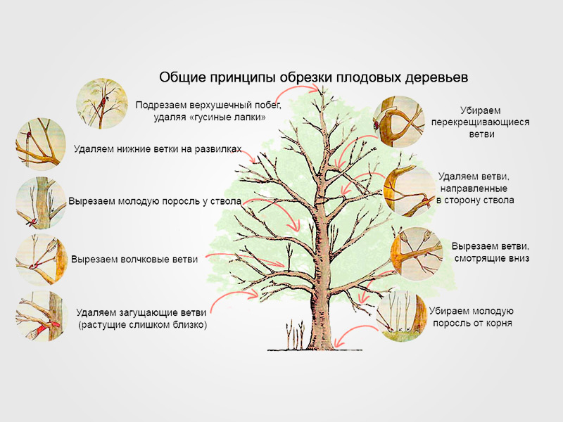 Обрезка плодовых деревьев весной для начинающих в картинках пошагово яблоня
