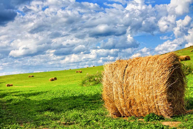 В Рязанской области продолжается заготовка кормов