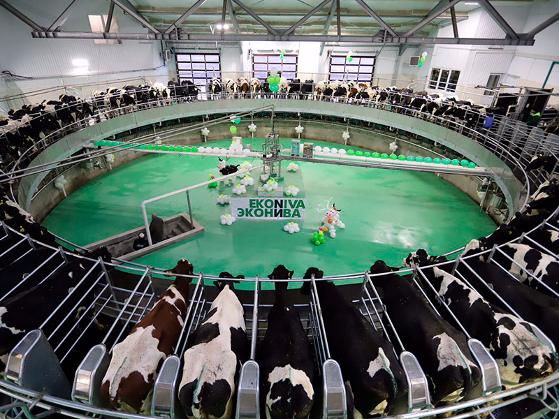 Итоги «молочной пятилетки» в Рязанской области: производство молока в сельхозпредприятиях выросло на треть