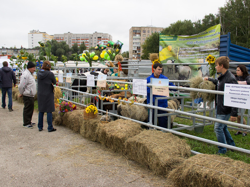 «Спожинки-2017»: живой интерес у рязанцев вызвала выставка сельскохозяйственных животных