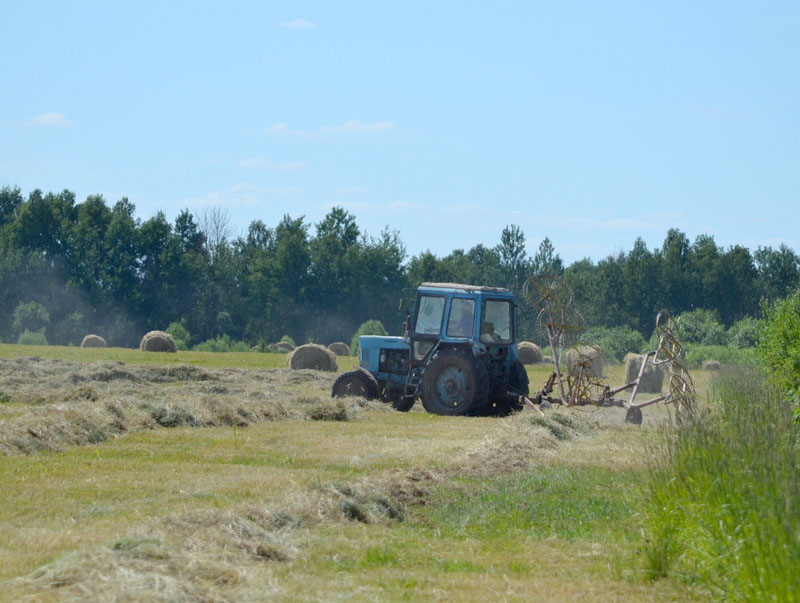 В Клепиковском районе идет заготовка кормов