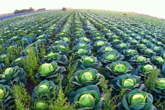 Рязанские аграрии приступили к уборке овощей