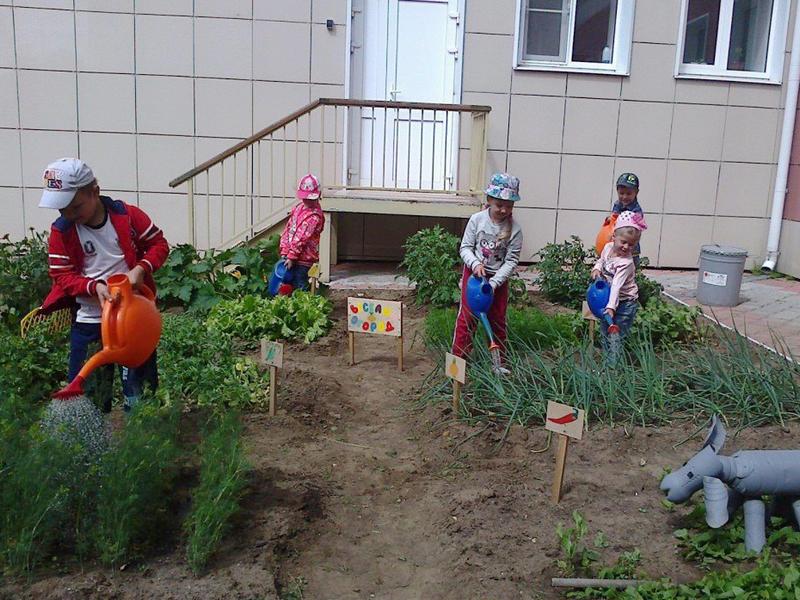 За лето воспитанники детского сада «Сказка» освоили полный цикл ухода за овощами
