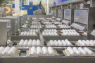АО «Окское» вошло в пятёрку крупнейших российских производителей яиц