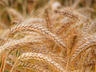 Поздравляем аграриев Рязанской области с намолотом полутора миллионов тонн зерна!