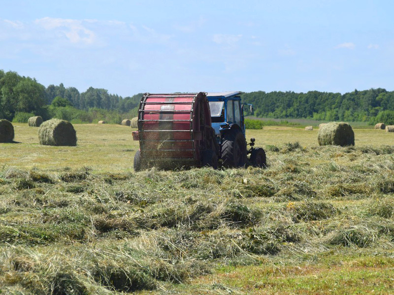 В СПК «Красный маяк» Спасского района планируют заготовить 2,5 тысячи тонн сена