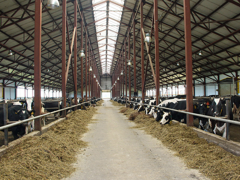 Рязанская область заняла 16 место среди регионов РФ по производству молока