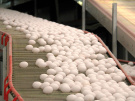 В Рязанской области производство куриных яиц выросло на 6,3%