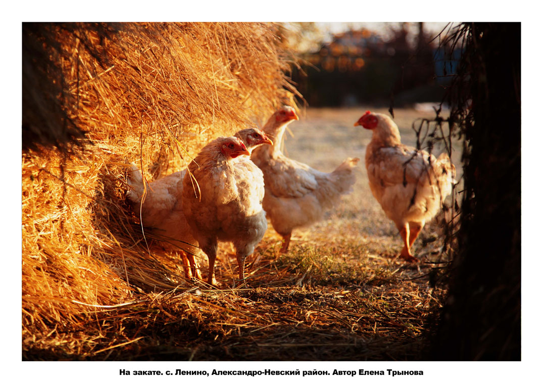 Купить кур в рязанской. Сельскохозяйственные птицы. Птицы в хозяйстве. Куриное хозяйство. Сельское хозяйство курицы.