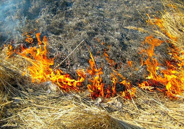 Введен запрет на выжигание сухой травы растительности на землях сельхозназначения