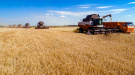 В Рязанской области в самом разгаре уборка пшеницы