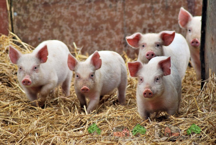 По подсчетам Россельхознадзора, ущерб от африканской чумы свиней в 2016 году составил почти 1,5 млрд рублей