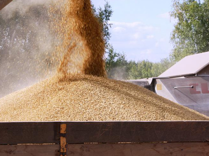 Рязанская область: о производстве, хранении и переработке зерновых культур урожая 2017 года