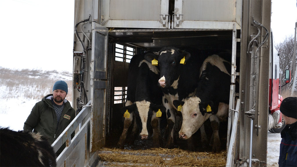 Мегаферма в Пителинском районе пополнилась на 500 коров