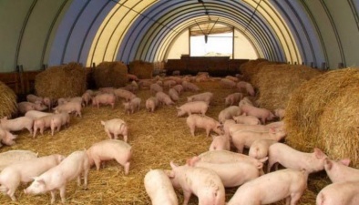 Об изменениях в правила определения зоосанитарного статуса свиноводческих хозяйств