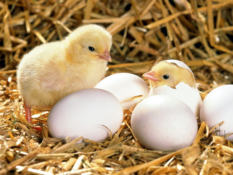 За 11 месяцев 2016 года в хозяйствах Рязанской области произведено 730 миллионов куриных яиц и 3,6 тысячи тонн мяса птицы