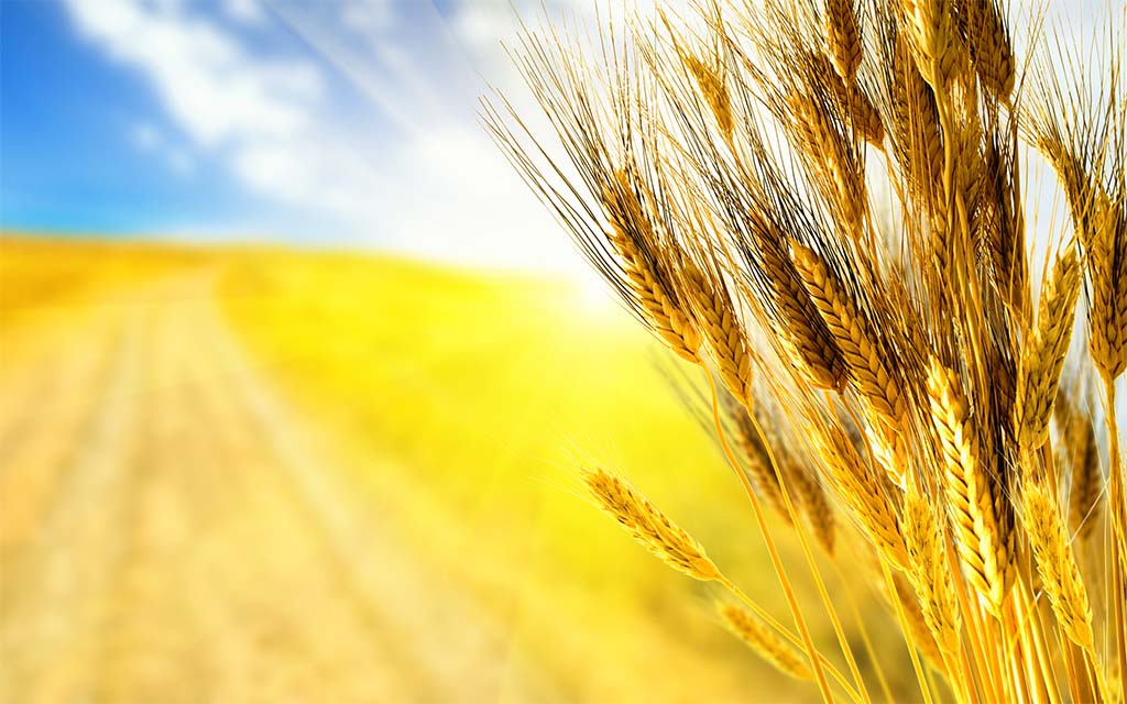 Минсельхоз РФ планирует начать закупочные зерновые интервенции в сентябре