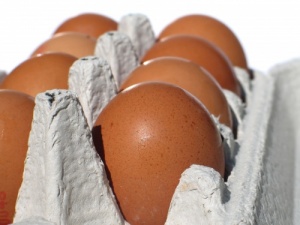 За 4 года производство яиц в Рязанской области увеличилось почти в 2 раза