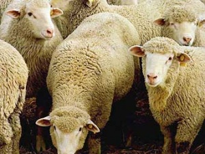 Продолжается работа по развитию отрасли овцеводства в Рязанской области
