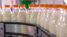 О запуске «горячей линии» по вопросам внедрения системы электронной ветеринарной сертификации на молочную продукцию промышленного производства