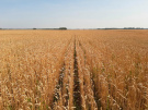 Новые сорта пшеницы и ячменя рязанской селекции успешно прошли апробацию и допущены к использованию